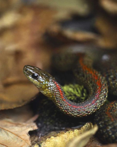 Oregon, Multnomah County Garter snake in garden